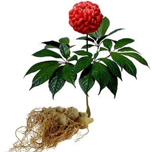 Ginseng in the composition of the